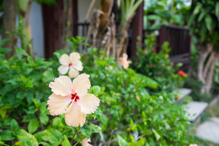 Weekender Bungalow Lamai Beach  Exterior photo